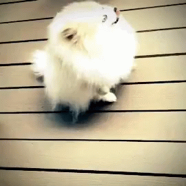a cute little white dog standing on top of a wooden table