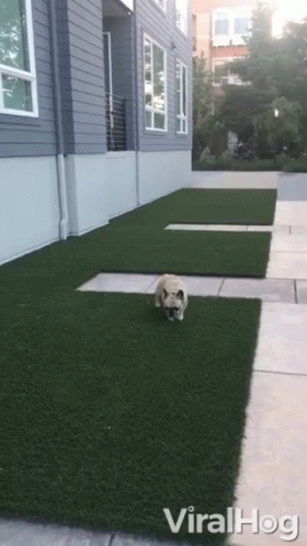 a small dog is running in the grass