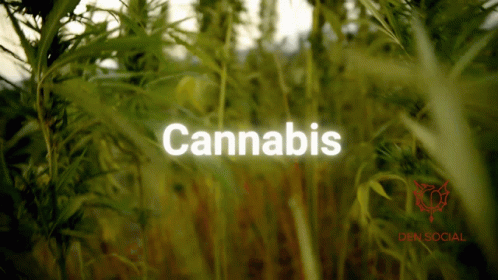 the words cannabis are in clear lettering near tall grass