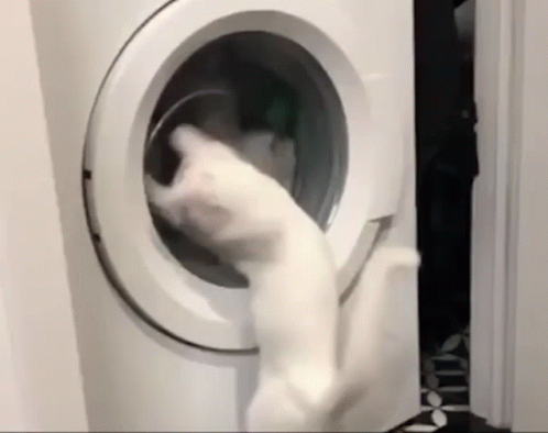 a cat is playing with a washing machine