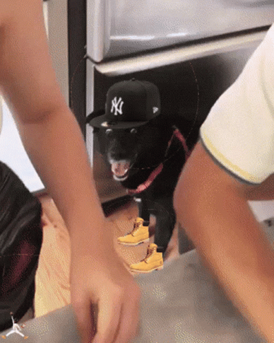 a person holds the cap of a black dog