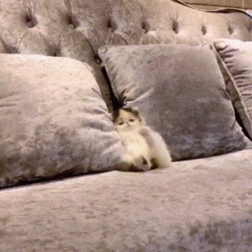 an image of a small dog hiding in the pillows