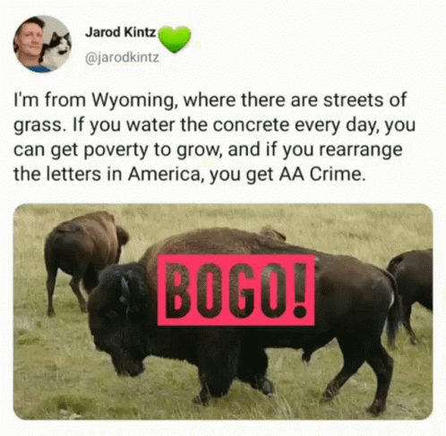 an image of a buffalo with a caption for boogo
