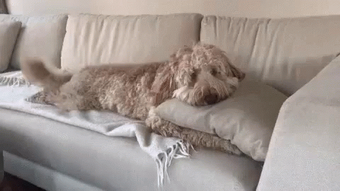 dog laying on pillows on white couch in living room