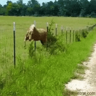 a po of a farm cow standing in the grass behind a fence