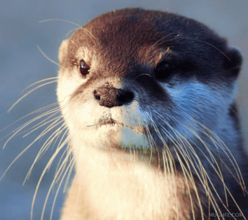 a close up po of an otter looking at the camera