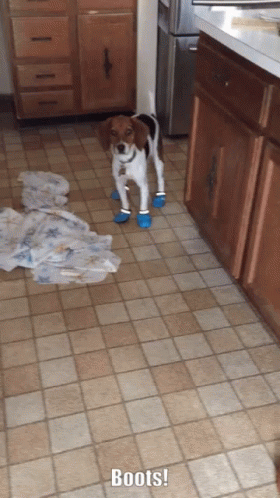 a dog walking through a kitchen on dirty tile floors