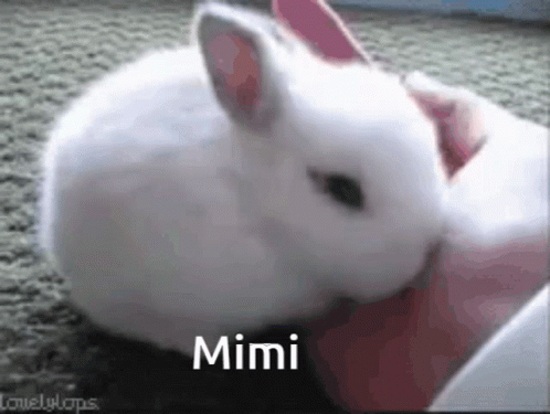 a close up of a small white rabbit near a person