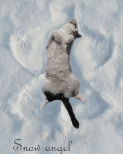 a cat is in the snow with snow angel written below