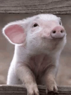 a small pig looking up into the camera