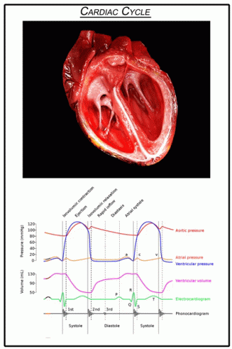 the diagram below shows two heart valves and a cardiological image below