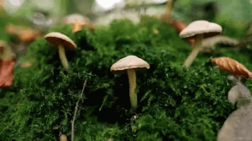a group of blue mushrooms on top of moss