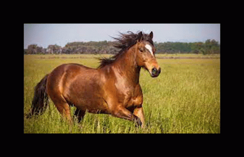 a large horse running through a field