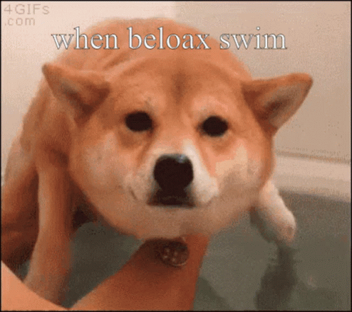 a close - up of a dog that is under a caption saying when bloax swim