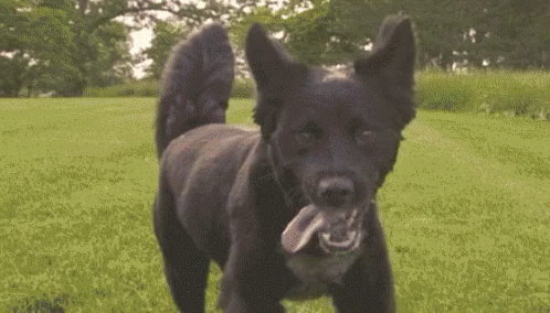 this is a large black dog running on grass