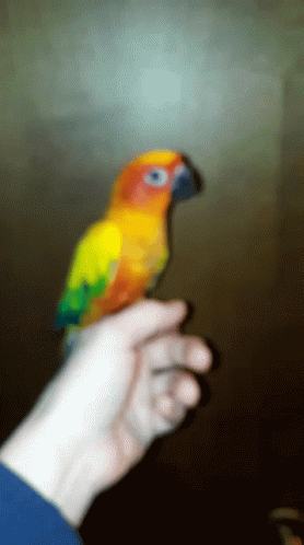 a colorful bird sitting on a mans hand