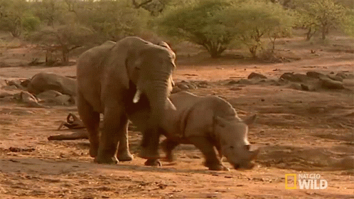 an adult elephant and a baby elephant in a field