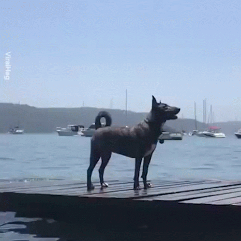 a dog is sitting on a wooden dock