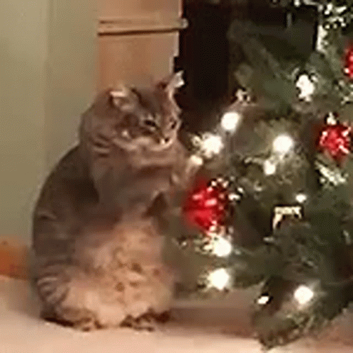 a cat looks at a christmas tree lit with lights