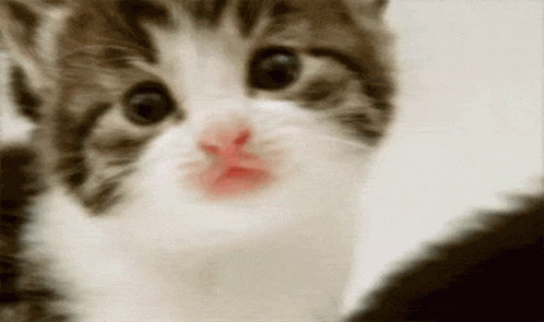 a blurry image shows a cat's nose