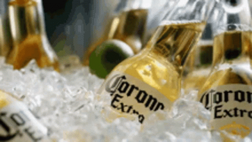 a group of empty corona soft drinks sitting on top of ice