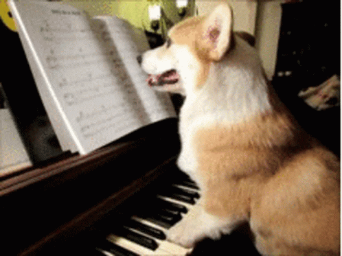 a dog sits on the piano and plays on the keyboard