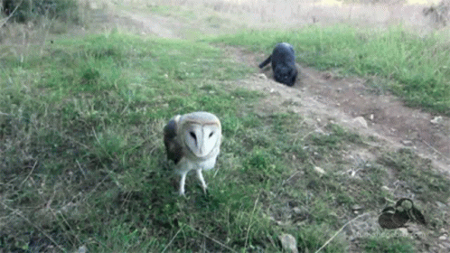 an owl looks up as two other animals run away on the side of a dirt road