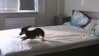 a small dog running on a bed in a bedroom