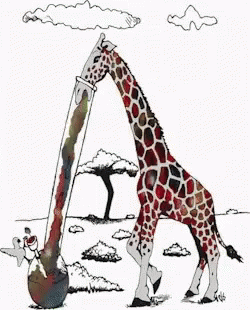 two giraffes one has a human in its neck