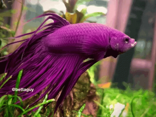 an image of a purple fish in the water