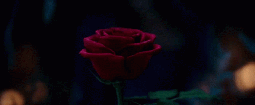 a purple rose is shown from behind as the image is blurred