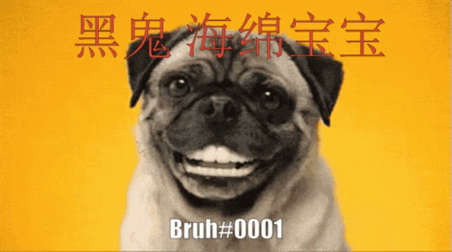 the advertit shows a smiling pug dog