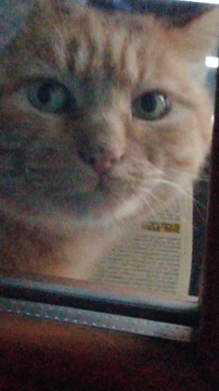 a cat staring straight into the camera and looking at it's reflection in a mirror