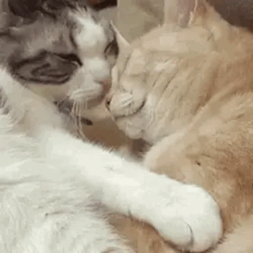 two cats are shown touching noses while laying on a blanket
