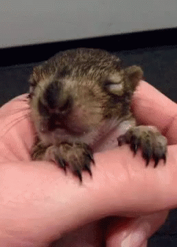 a small gray animal is being held by someone's hand
