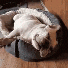 dog sleeping on round mattress next to couch