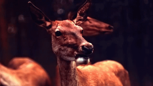 a deer with horns that is staring at the camera