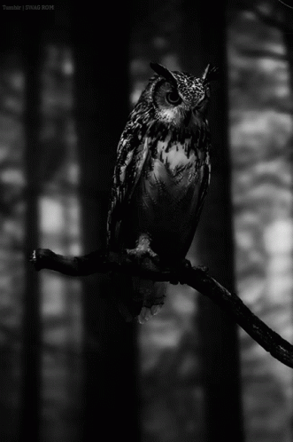 an owl perched on a tree nch in a forest