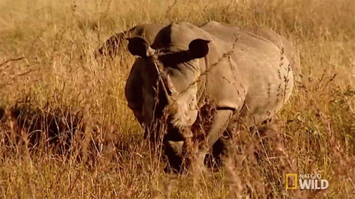 a rhinoceros eating tall grass in an open field