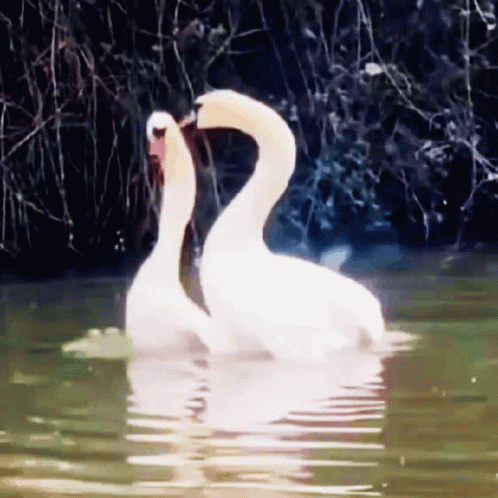 a pair of swans sit in the water near a bush