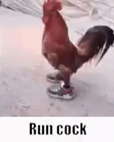 the rooster is standing on the silver thing