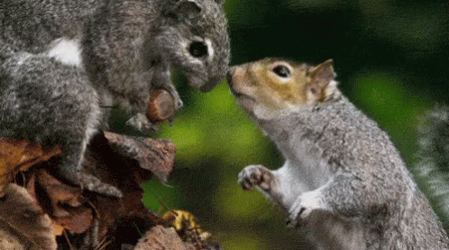 two squirrels with one of them trying to control the camera