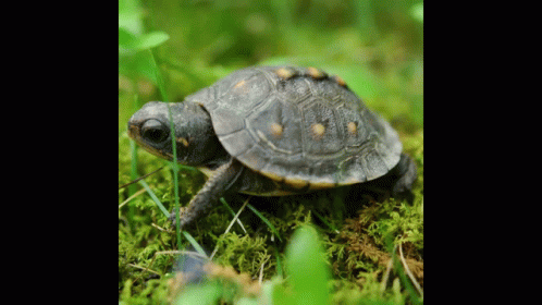 a small turtle sitting on some grass near bushes