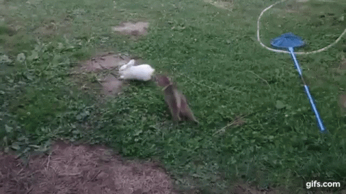 a cat running around outside with a toy and a plastic frisbee
