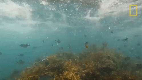 many marine creatures swimming together under the water