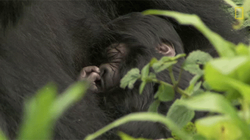 an adult gorilla chewing on a tree nch