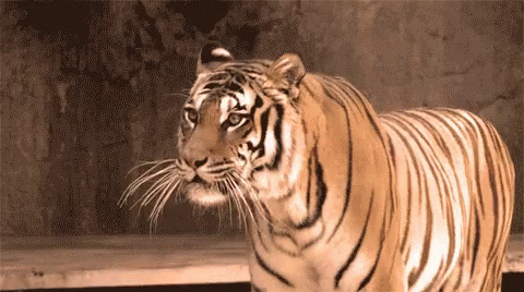 a large white tiger with a black stripe on his face