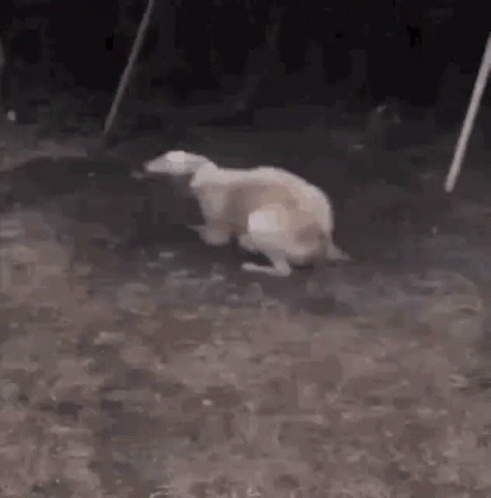 white bear chasing at a pographer outside in the dark