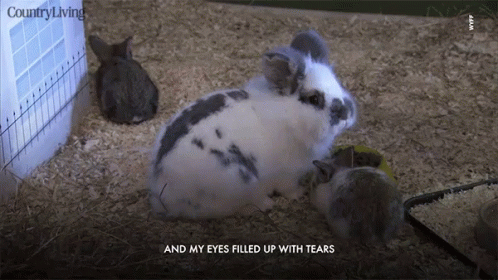 a po of two rabbits, one with its head up and the other on the ground