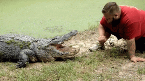 a man in purple shirt petting an alligator with another crocodile laying in grass